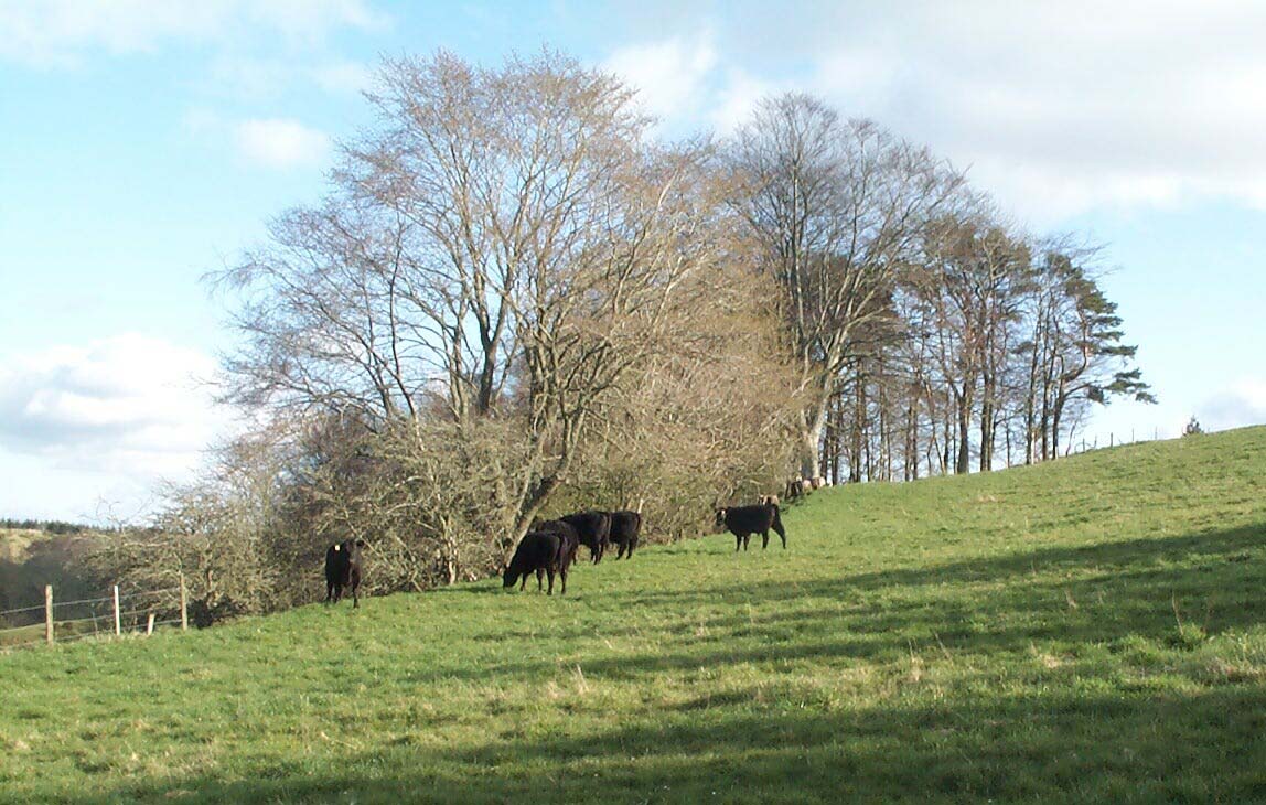 Aberdeen Angus calves