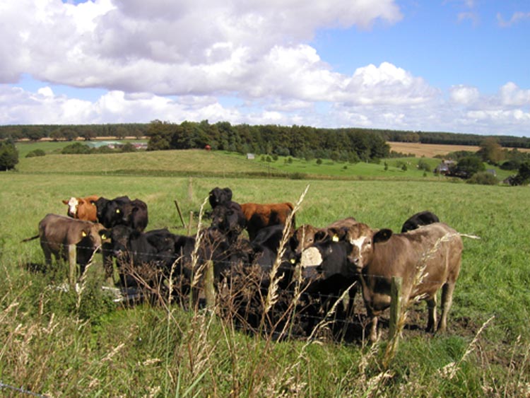 bogton cattle