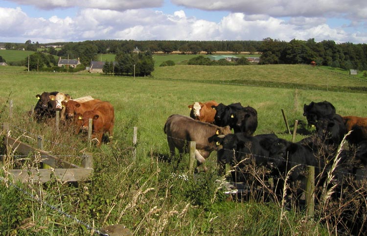 bogton cattle aug 04